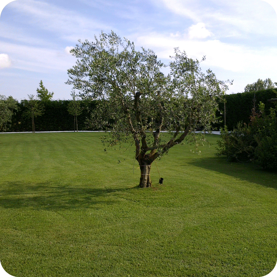 manutenzione-giardini