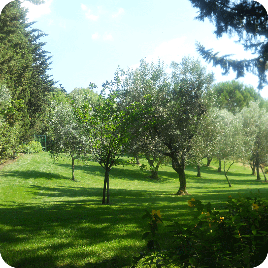 potature-alberi-3