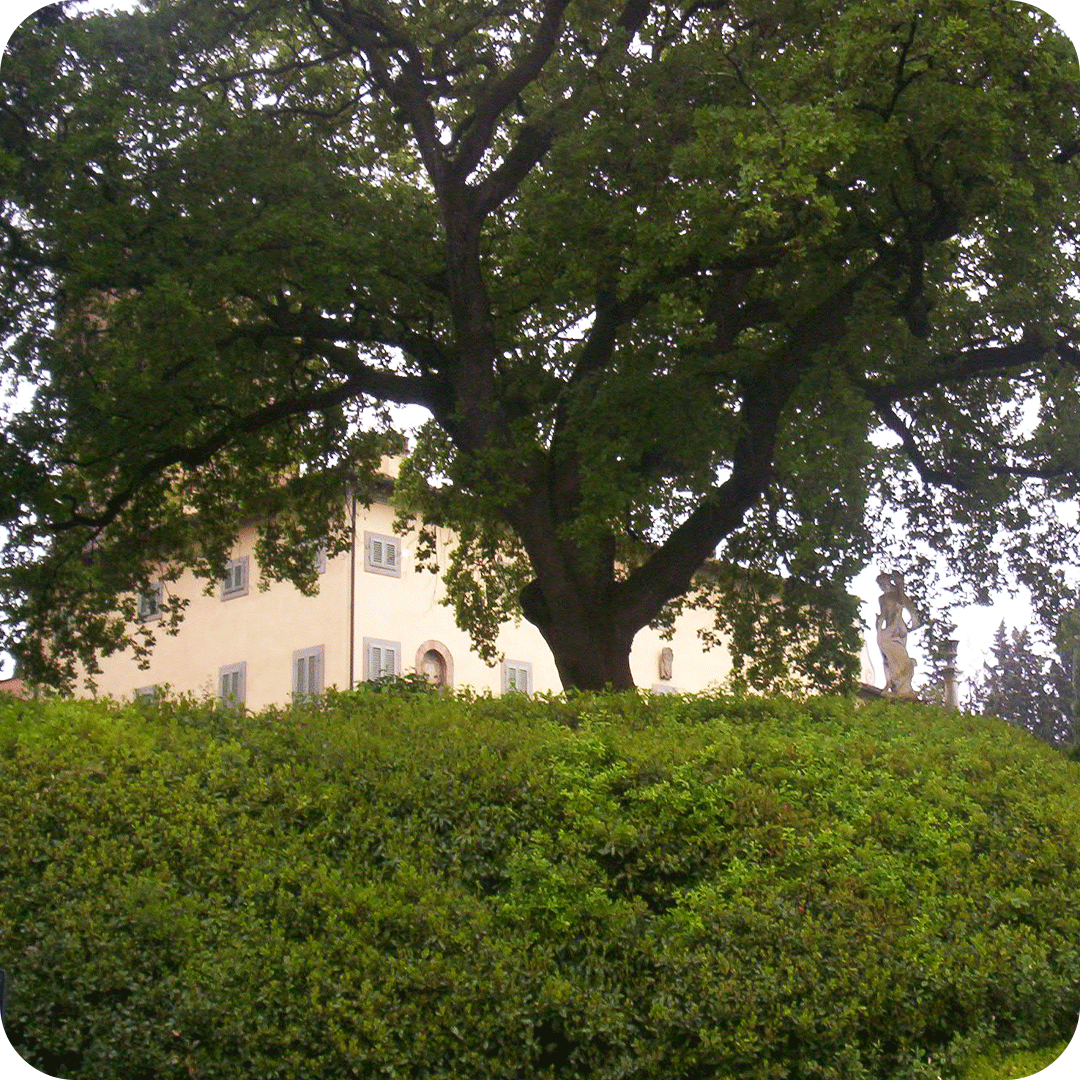 potature-alberi-4