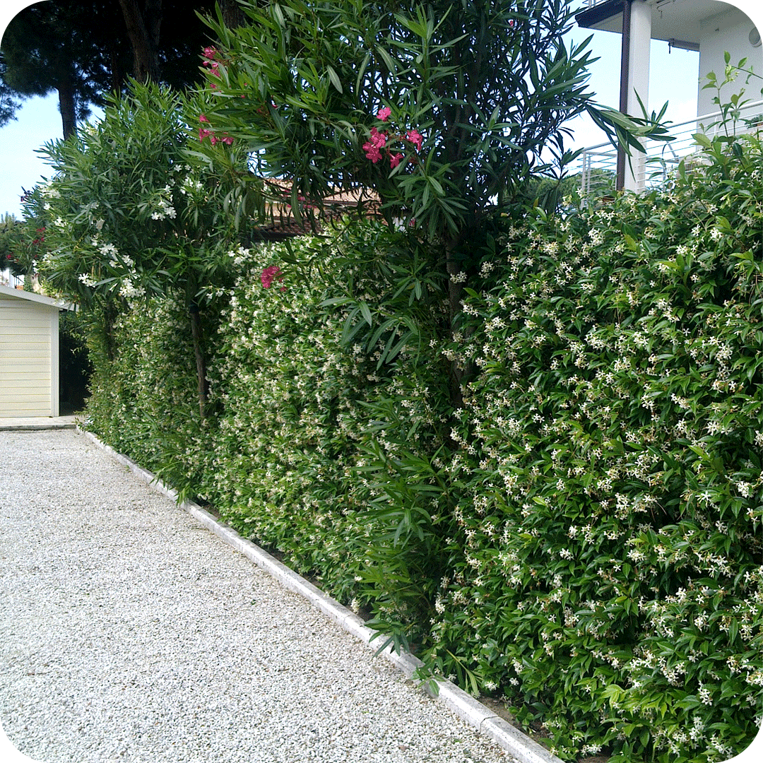 progettazione_villetta-versilia